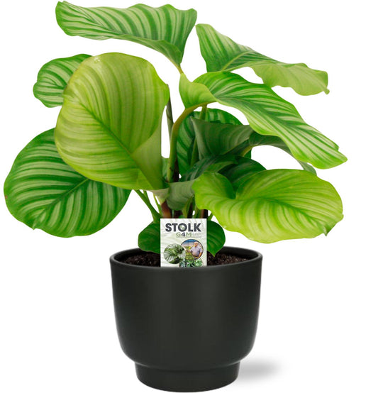 Calathea Orbifolia - Ø14cm - ↕50cm + Potenza Pot D15x13cm - Schwarz - Plantabulous