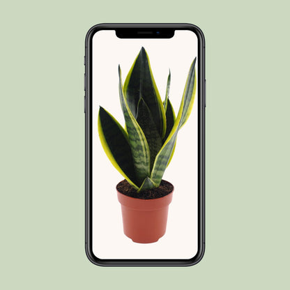Bogenhanf – Sansevieria 'Futura Superba' – ↑30 cm – Ø12 cm