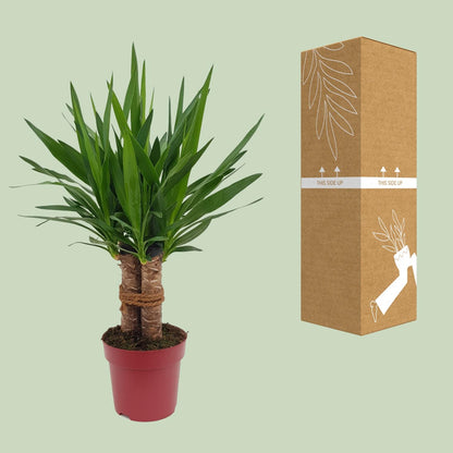 Yucca "Tres Cañas" 30 Stam P19 - Ø19cm - ↕70cm - Plantabulous