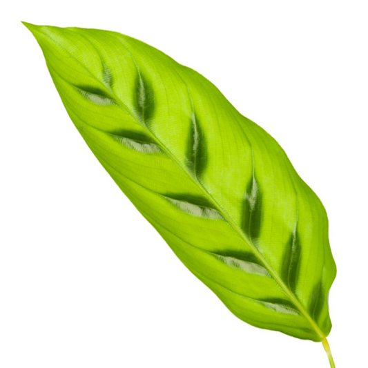 Korbmarante – Calathea leopardina – 35 cm – Ø12 cm - Plantabulous