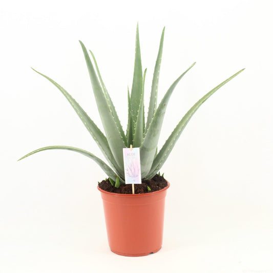 Aloe Vera P24 - Ø24cm - ↕70cm - Plantabulous