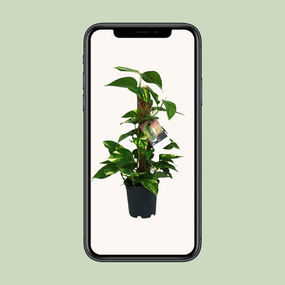 Scindapsus Epipremnum - Ø15cm - ↕50cm - Plantabulous