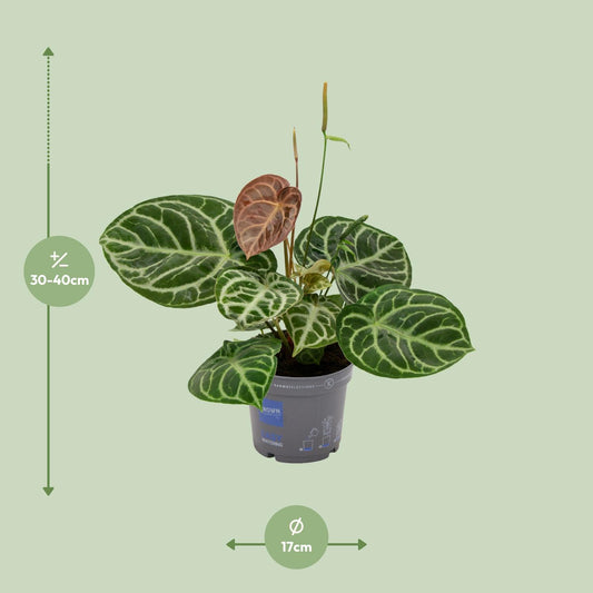 Flamingoblume – Anthurium 'Crystal Hybride Compact' – ↑40 cm – Ø17 cm