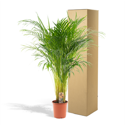 Areca Palme - Dypsis Lutescens - 110cm - Ø21cm - Plantabulous