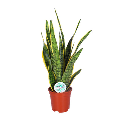 Bogenhanf – Sansevieria Trifasciata 'Laurentii' - Plantabulous