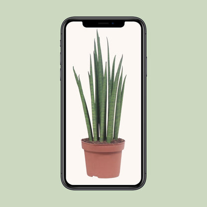 Bogenhanf – Sansevieria 'Mikado' – ↑40 cm – Ø12 cm