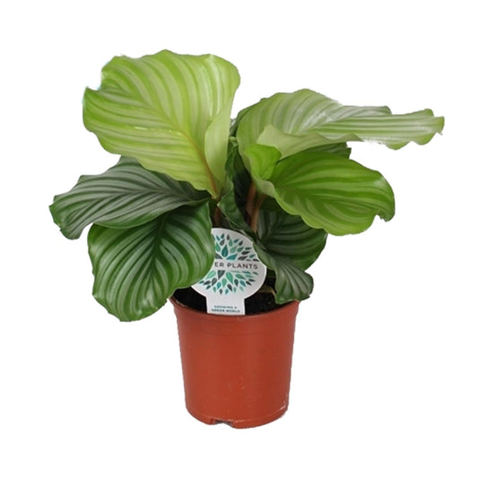 Calathea Orbifolia - Ø14cm - ↕45cm - Plantabulous