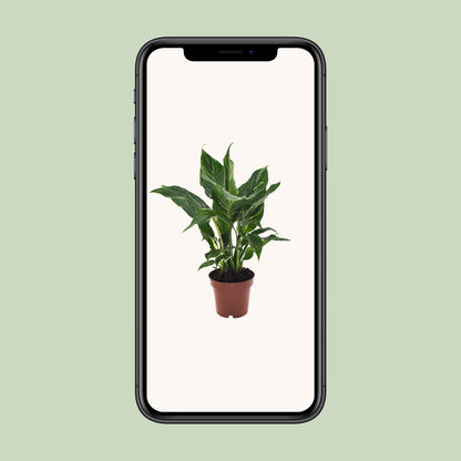 Spathiphyllum Diamond - Ø12cm - ↕40cm - Plantabulous