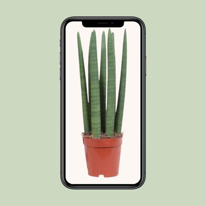 Bogenhanf – Sansevieria Straight – ↑40 cm – Ø12 cm