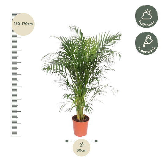 Areca Palme - Dypsis Lutescens - 150 cm - ø30 - Plantabulous