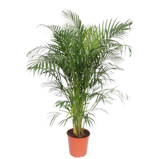 Areca Palme - Dypsis Lutescens - 150 cm - ø30 - Plantabulous