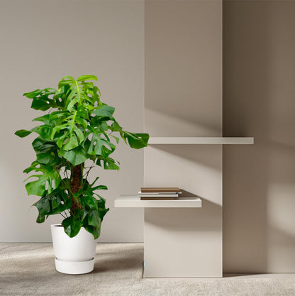Fensterblatt – Monstera deliciosa – 150 cm – Ø27 cm - Plantabulous