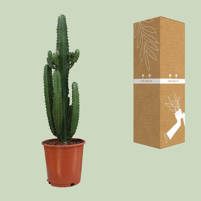 Euphorbia Trigona Rubra - Ø24cm - ↕90cm - Plantabulous
