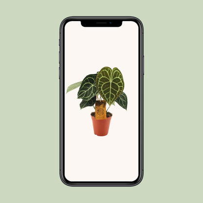 Anthurium Clarinervium - Ø15cm - ↕25cm - Plantabulous