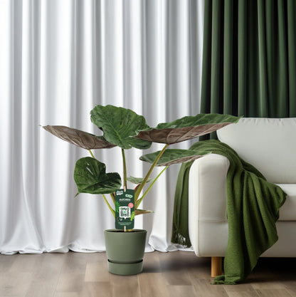 Pfeilblatt – Alocasia wentii – 70 cm – Ø19 cm - Plantabulous