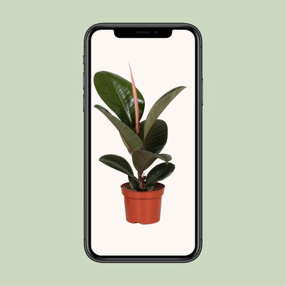 Gummibaum – Ficus Elastica 'Robusta' - ↑35-85 cm - Ø12-27 cm