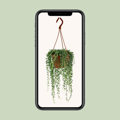 Senecio Herreianus - Ø12cm - ↕20cm - Plantabulous
