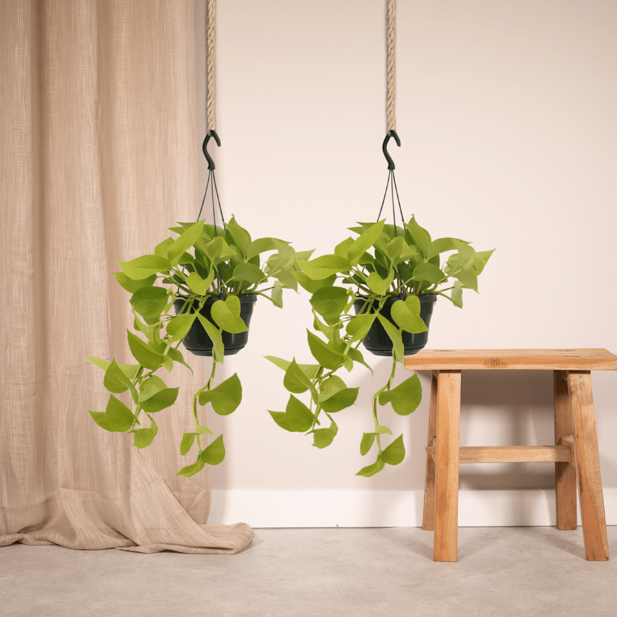 Pflanzen Set – 2 Pflanzen – Efeutute – Epipremnum 'Golden Pothos' (Scindapsus) – ↑25 cm – Ø15 cm
