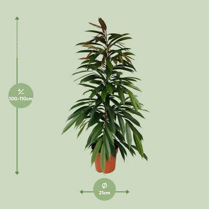 Feigenbaum – Ficus binnendijkii 'Amstel King' – 95 cm – Ø21 cm - Plantabulous
