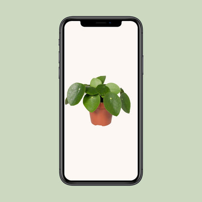 Pfannkuchenpflanze - Pilea Peperomiodes – 20 cm – Ø12 cm - Plantabulous
