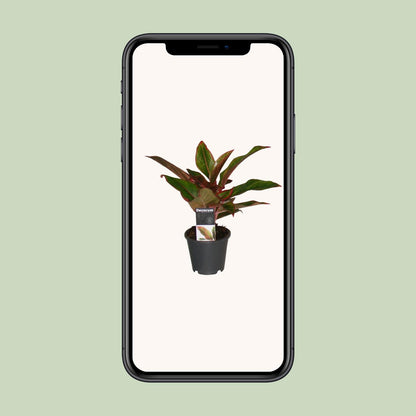 Chinesisches Immergrün – Aglaonema 'Crete' – 50 cm – Ø12 cm - Plantabulous