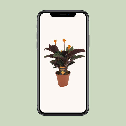 Korbmarante – Calathea Crocata – ↑40 cm – Ø14 cm