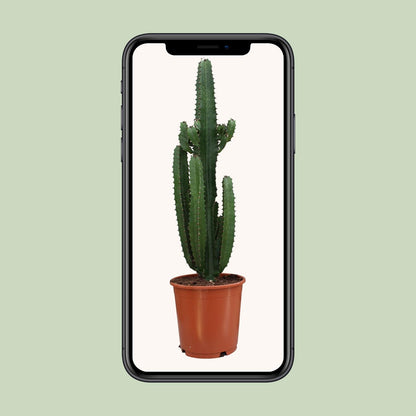 Euphorbia Trigona Rubra - Ø24cm - ↕90cm - Plantabulous