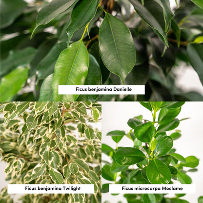 Pflanzen Set – 3 Pflanzen – 95 cm– Ø21 cm  – Ficus Benjamina 'Danielle' – Ficus Benjamina 'Twilight' – Ficus Microcarpa 'Moclame' - Plantabulous