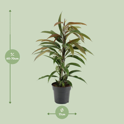 Ficus Binnendijkii Amstel King - Ø17cm - ↕70cm - Plantabulous