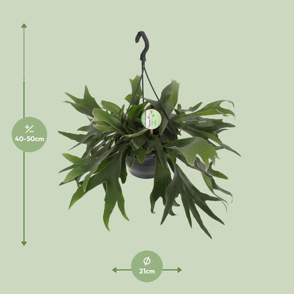 Geweihfarn – Platycerium Bifurcatum – ↑50 cm – Ø21 cm