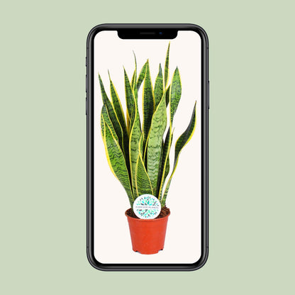 Sansevieria Trifasciata Laurentii - Ø14cm - ↕50cm - Plantabulous