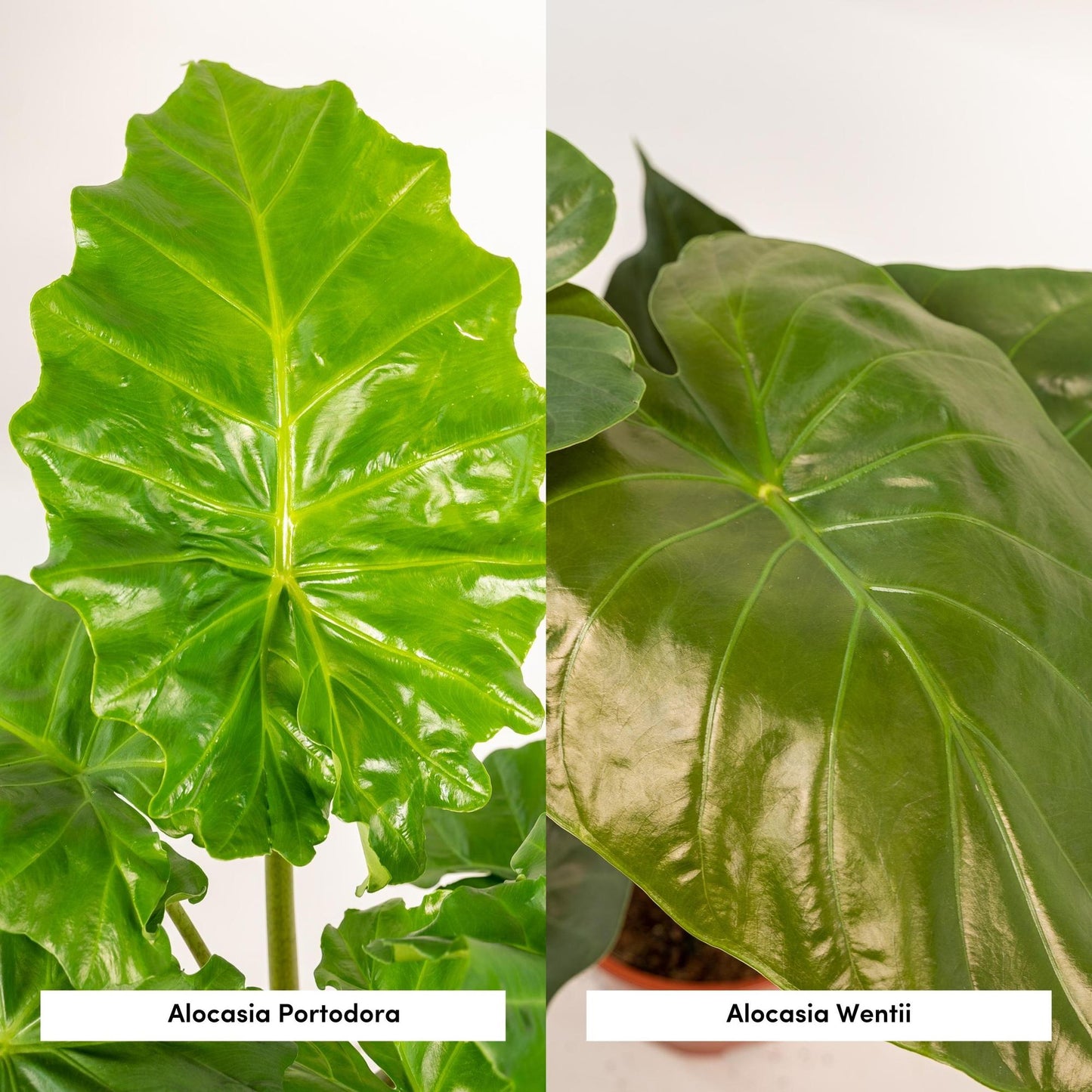 Pflanzen Set – 2 Pflanzen – Alocasia wentii – 60 cm – Ø19 cm – Alocasia portodora – 75 cm – Ø21 cm - Plantabulous