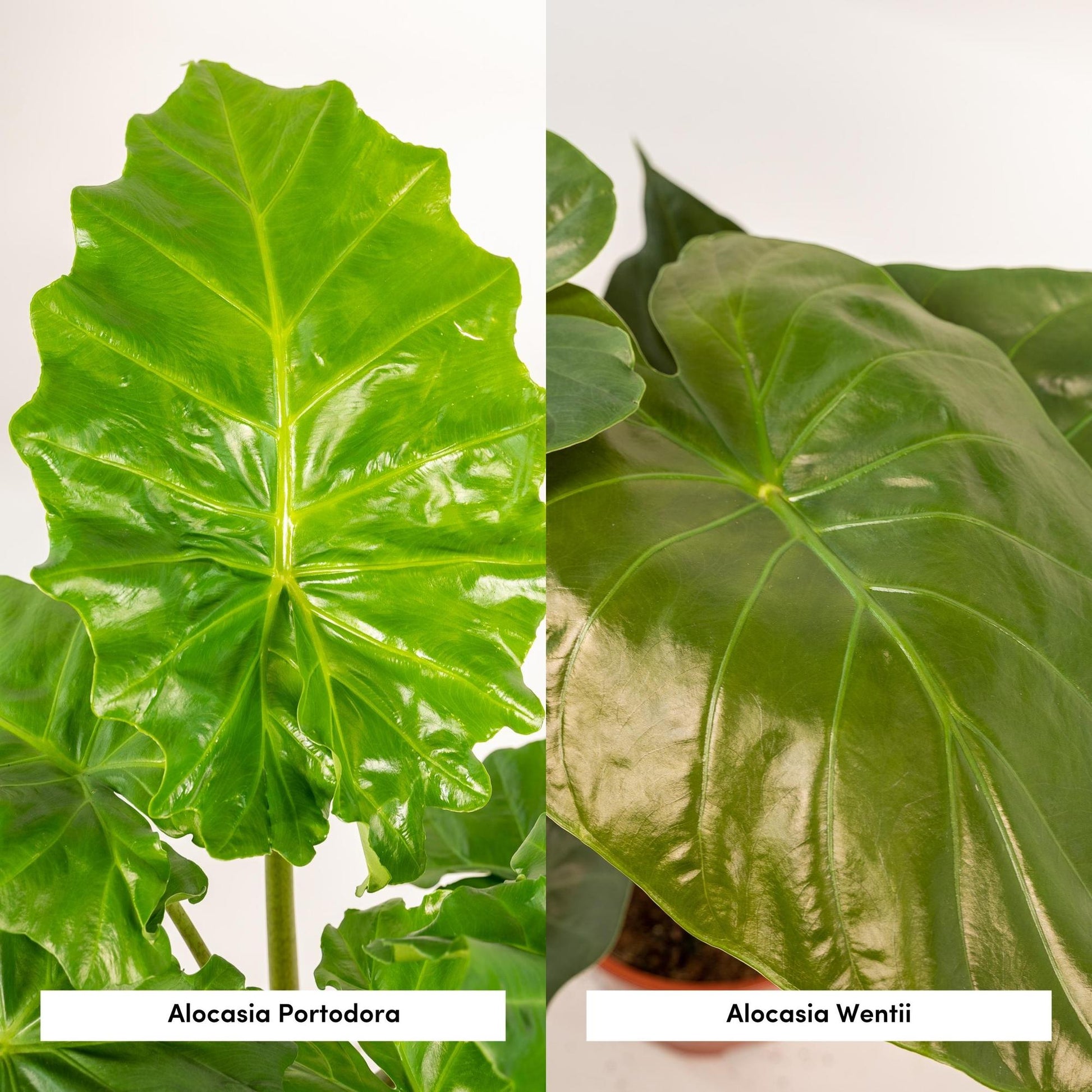 Pflanzen Set – 2 Pflanzen – Alocasia wentii – 60 cm – Ø19 cm – Alocasia portodora – 75 cm – Ø21 cm - Plantabulous