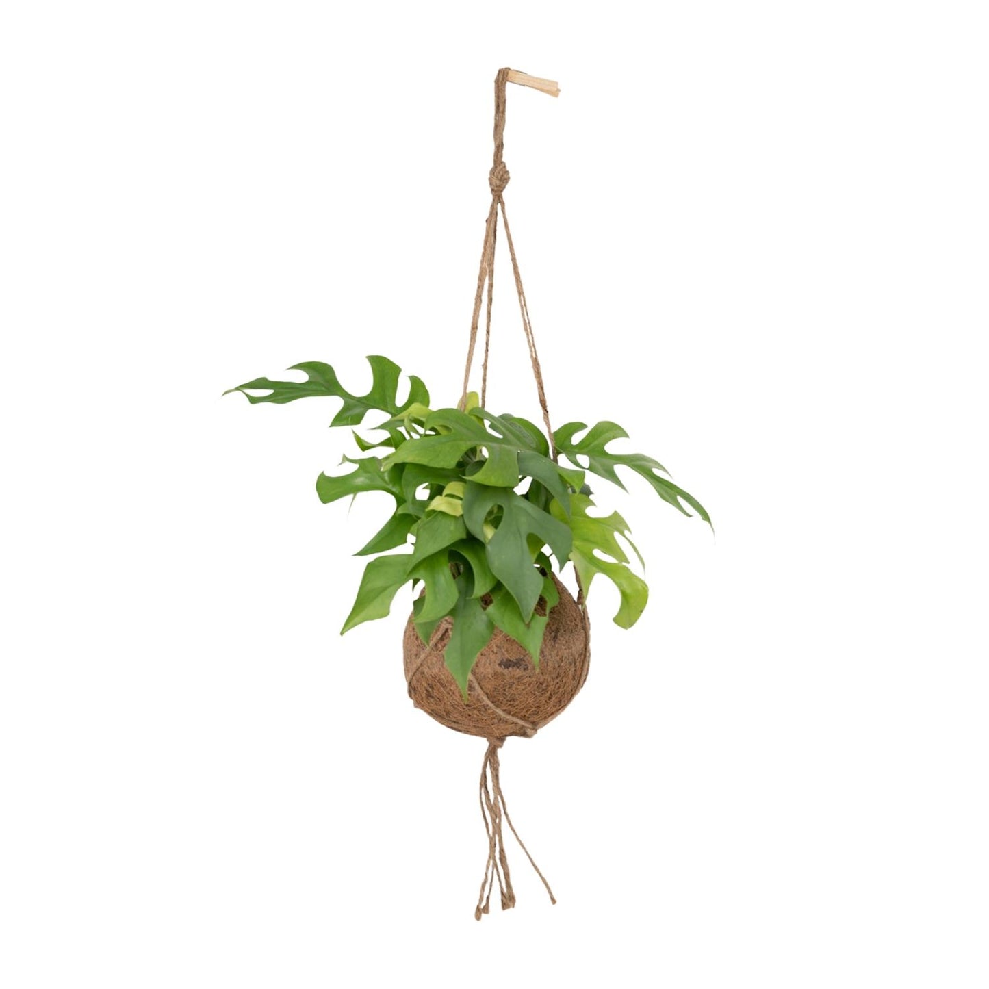 Lochpflanze – Kokodama Monstera Minima - Rhaphidophora tetrasperma – 25 cm – Ø15 cm - Plantabulous