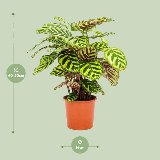 Calathea Makoyana - Ø14cm - ↕45cm - Plantabulous