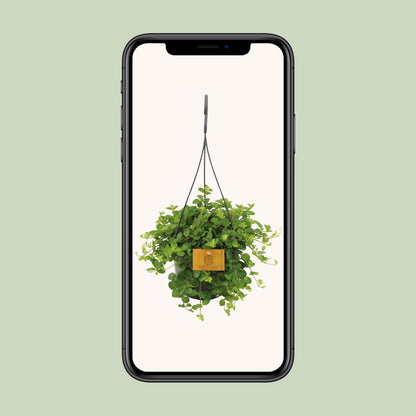 Peperomia Rotundifolia - Ø15cm - ↕25cm - Plantabulous