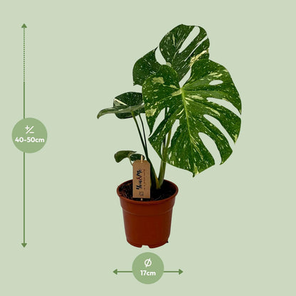 Monstera Deliciosa - Ø17cm - ↕50cm - Plantabulous