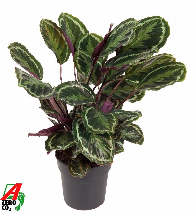 Korbmarante - Calathea Medallion - 80 cm - Ø24cm - Plantabulous