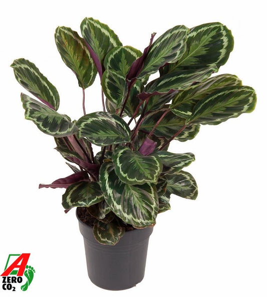 Korbmarante - Calathea Medallion - 80 cm - Ø24cm - Plantabulous