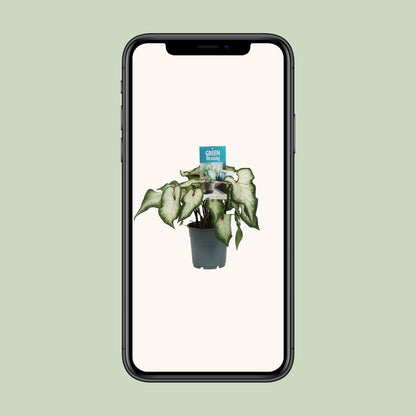 Caladium Wit - Ø12cm - ↑25cm
