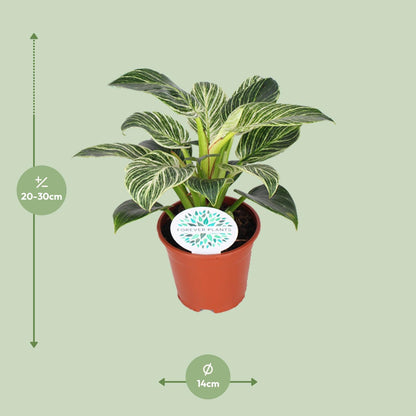 Philodendron Birkin - Ø14cm - ↕25cm - Plantabulous