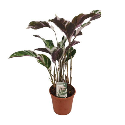 Calathea Fusion White Basic - Ø14cm - ↕40cm - Plantabulous
