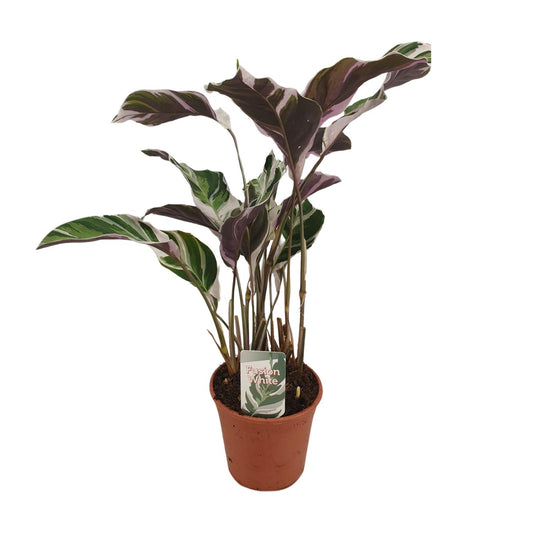 Calathea Fusion White Basic - Ø14cm - ↕40cm - Plantabulous