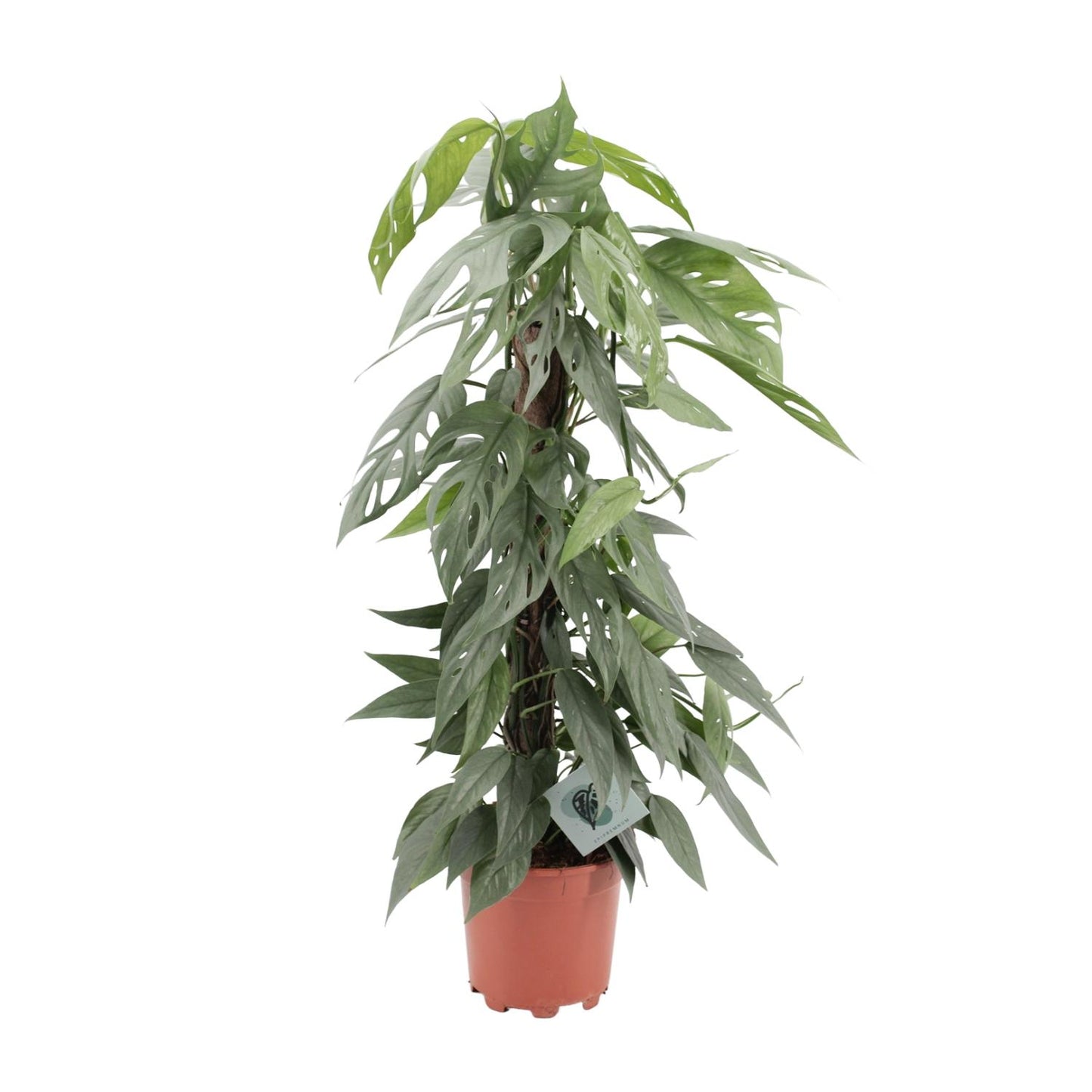 Epipremnum Pinnatum Cebu Blue - Ø17cm - ↕65cm - Plantabulous