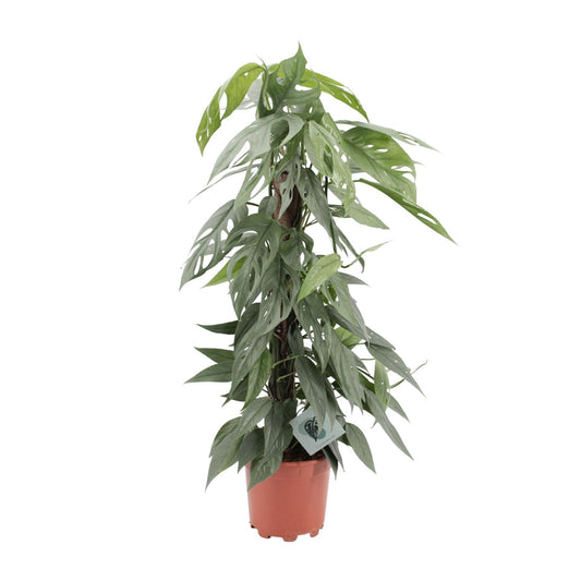 Epipremnum Pinnatum Cebu Blue - Ø17cm - ↕65cm - Plantabulous
