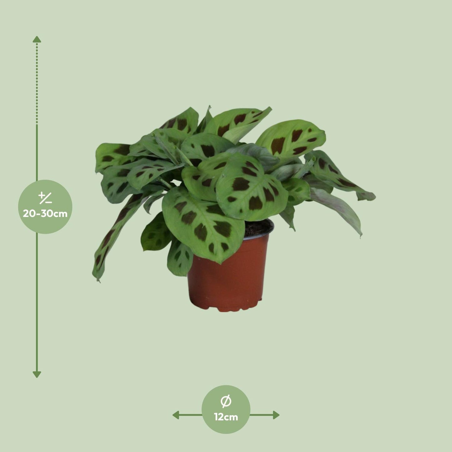 Pfeilwurz – Maranta Leuconeura 'Kerchoveana' – ↑30 cm – Ø12 cm
