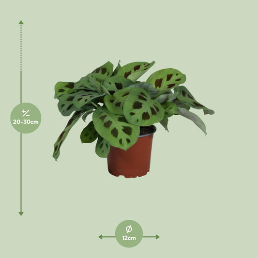 Pfeilwurz – Maranta Leuconeura 'Kerchoveana' – ↑30 cm – Ø12 cm