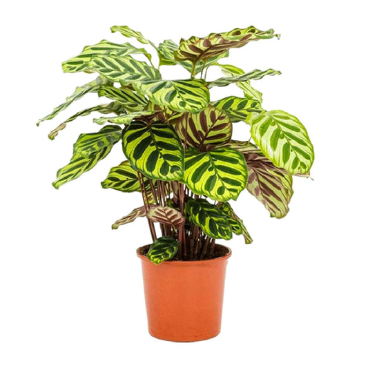 Calathea Makoyana - Ø14cm - ↕45cm - Plantabulous