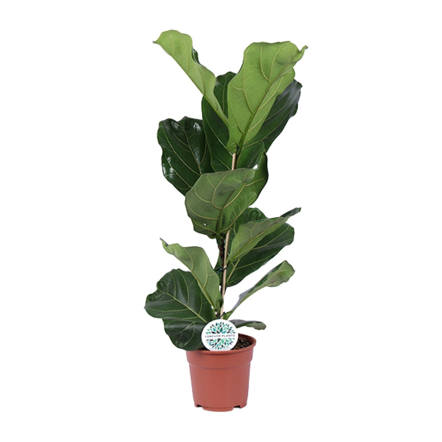 Geigenfeige - Ficus Lyrata - ↑30-60 cm - Ø12-17 cm