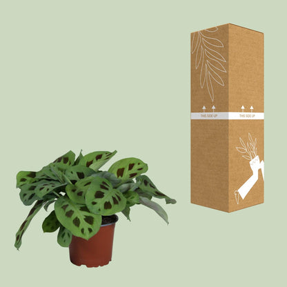 Pfeilwurz – Maranta Leuconeura 'Kerchoveana' – ↑30 cm – Ø12 cm